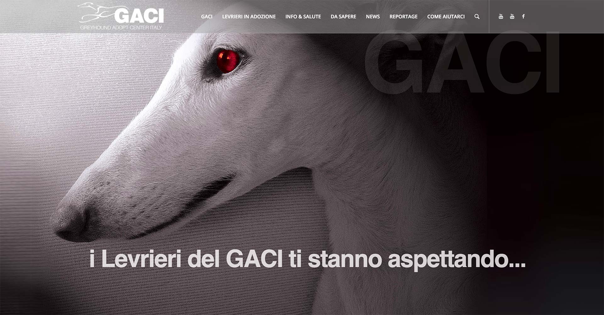 Adozioni Levrieri GACI